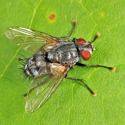 Tachinid Fly - Tachinidae - Exoristinae - Drino sp.
