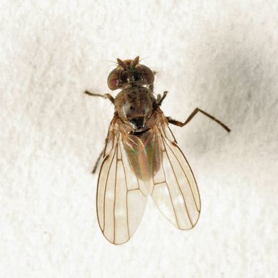 Scatella stagnalis