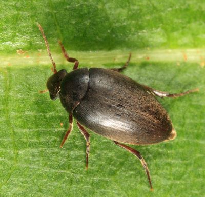 Plate-thigh Beetle - Eucinetidae - Eucinetus strigosus