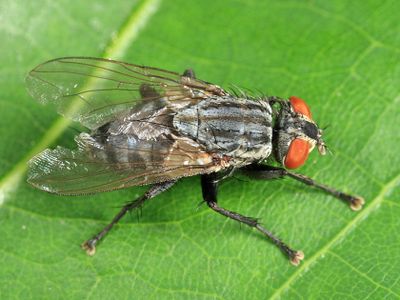 Ravinia latisetosa