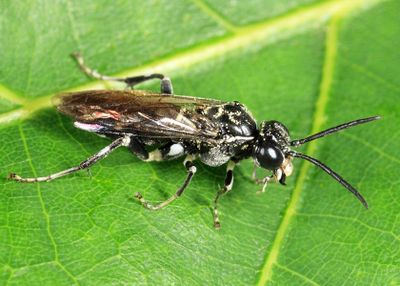 Macrophya flicta