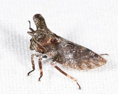 Microcentrus perditus (female)