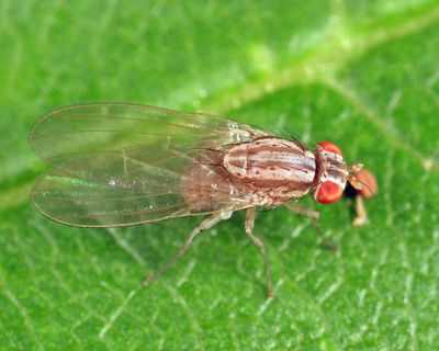 Poecilolycia browni