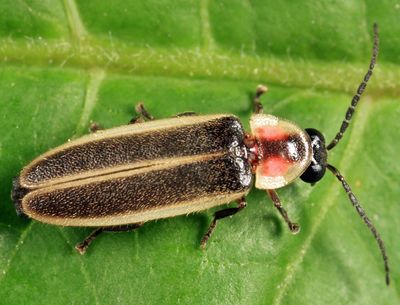 Photinus sabulosus