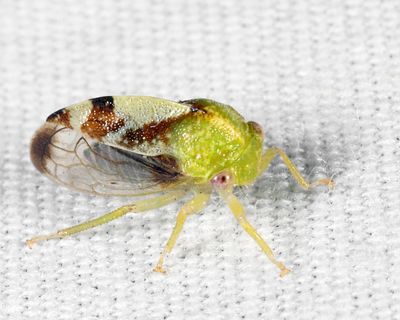 Atymna helena