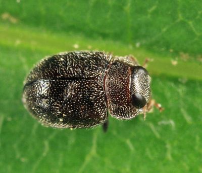 Lady Beetles - Genus Cephaloscymnus