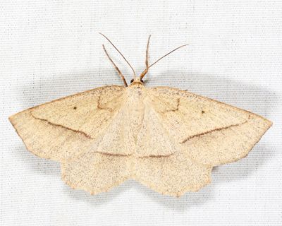 6739 - Least-marked Euchlaena - Euchlaena irraria
