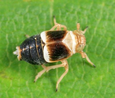 Criomorphus inconspicuus
