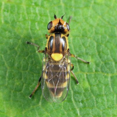 Chlorops sp.