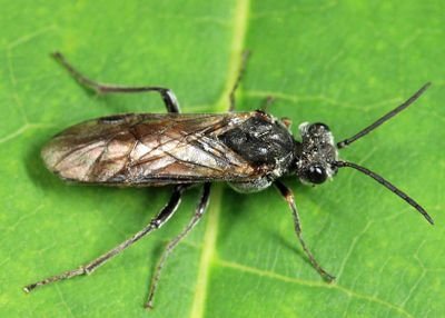 Dolerus tibialis conjugatus
