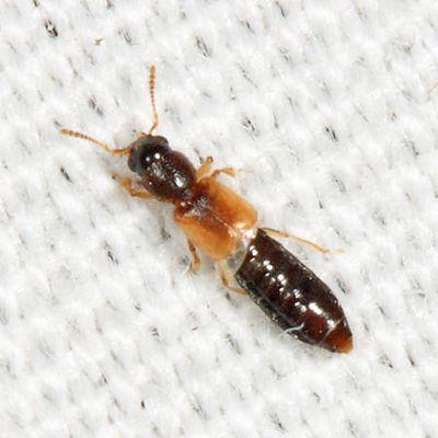 Bledius emarginatus