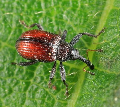 Anthonomus haematopus