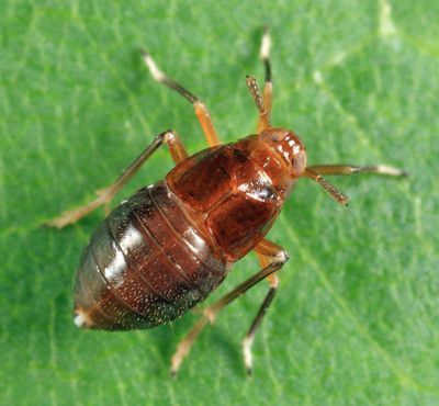 Pissonotus marginatus