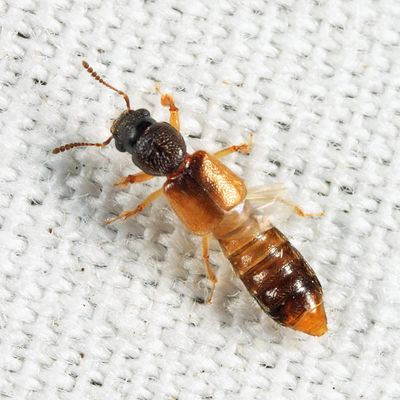 Bledius analis