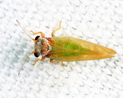 Psylla buxi