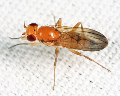 Sobarocephala latifacies