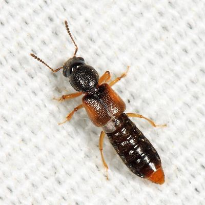 Bledius gallicus