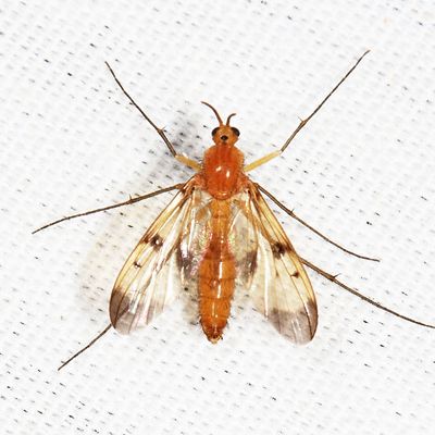 Neoempheria illustris