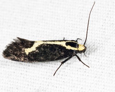 1058 - The Skunk Moth - Polix coloradella