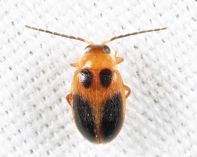 Sacodes pulchella