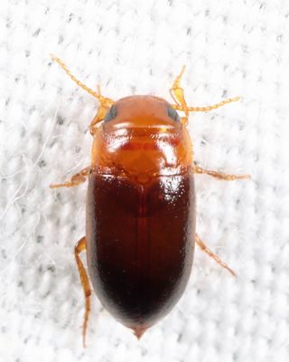 Celina angustata