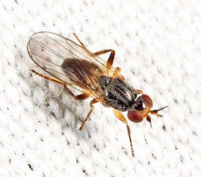 Elachiptera vittata