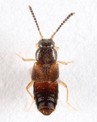 Atheta annexa