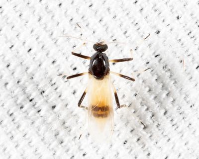 Probezzia albitibia
