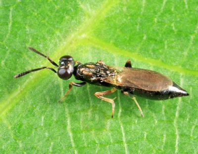 Brasema allynii