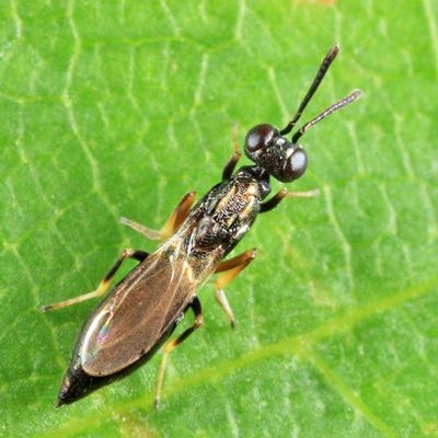 Brasema allynii