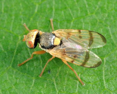 Knapweed Gall Fly - Urophora affinis