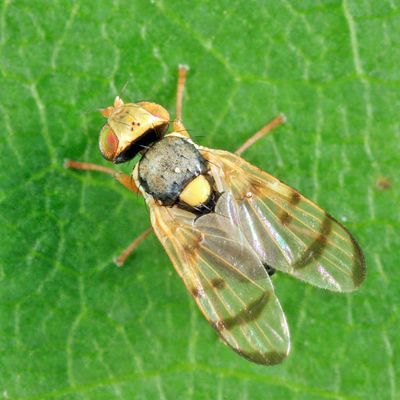 Knapweed Gall Fly - Urophora affinis