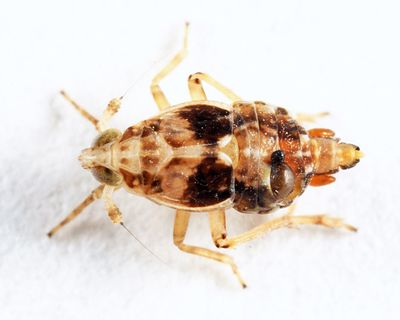 Megamelus distinctus