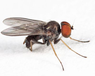 Diaphorus pseudopacus