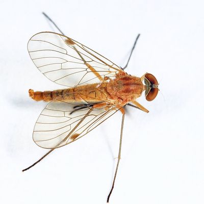 Chrysopilus rotundipennis