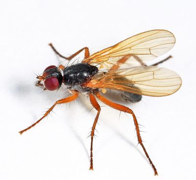 Cordilura setosa