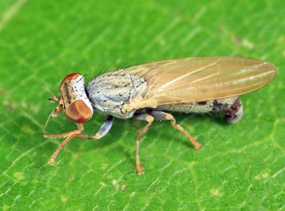 Flies - Chamaemyiidae