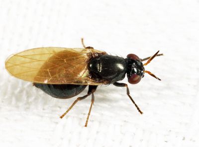Lauxania shewelli