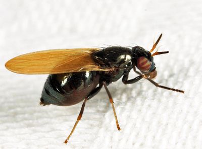 Lauxania shewelli