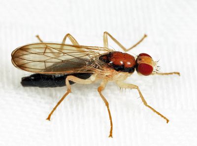 Cordilura gracilipes