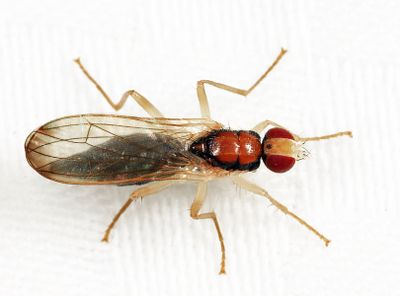 Cordilura gracilipes