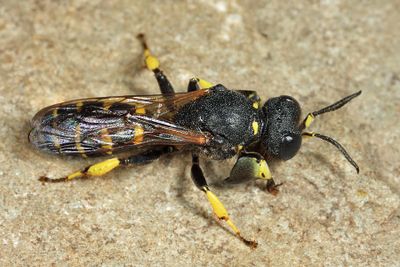 Crabro monticola