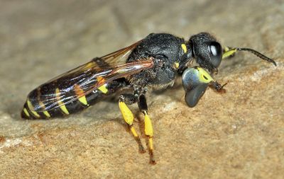 Crabro monticola