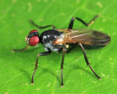 Cordilura carbonaria