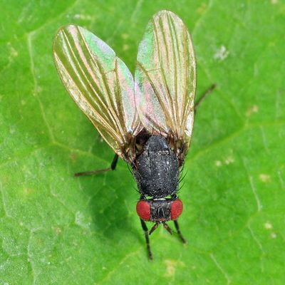 Minettia lyraformis