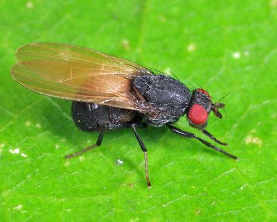 Minettia lyraformis