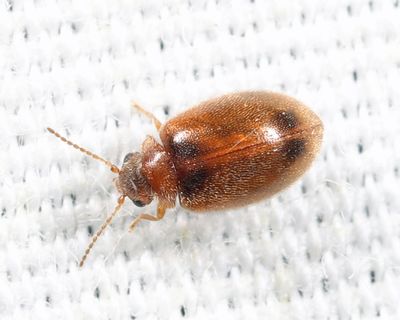 Contacyphon modestus
