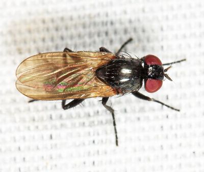 Fannia melanura