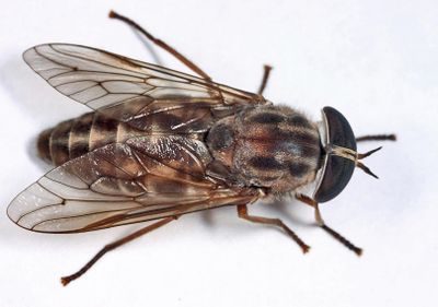 Tabanus fulivicallus