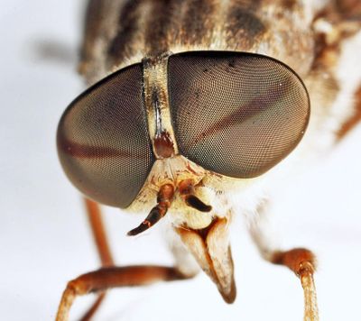 Tabanus fulivicallus